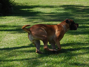 Sugar Bear rounding a turn